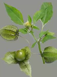 Image result for Physalis angulata