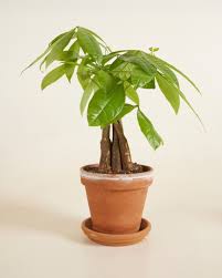 Image result for Pachira