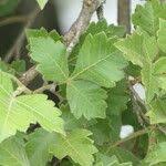 Image result for Searsia dentata