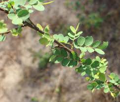 Image result for Phyllanthus reticulatus