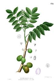 Maybe you would like to learn more about one of these? Kedondong Wikipedia Bahasa Indonesia Ensiklopedia Bebas