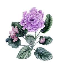 It is one of the seven colors that isaac newton labeled when dividing the. African Violet Stock Illustrations 2 477 African Violet Stock Illustrations Vectors Clipart Dreamstime