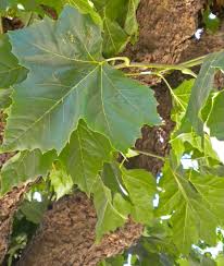 Maybe you would like to learn more about one of these? London Plane Tree Friends Of The Urban Forest