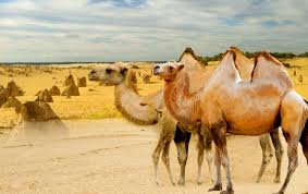 The papillae help prevent any damage when they are eating the cactus and helps food flow in one direction which goes straight to the stomach. How Fast Can A Camel Run Facts About Camels