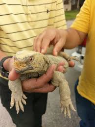 Binga dipadang pasir sofea filimia n all smuller enjoy layan. Dhab Misteri Biawak Padang Pasir Posts Facebook