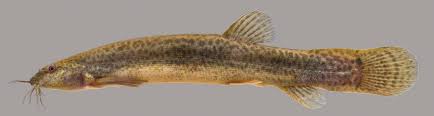 Image result for Ancistrorhynchus ovatus