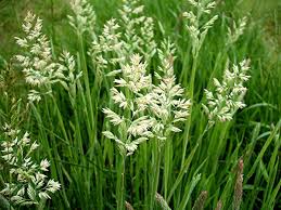 Image result for Holcus