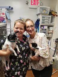 Before sharing sensitive information, make sure you're on a city of chicago government site. Meet The Staff Of Cushing Square Vet Clinic Veterinarian In Belmont Ma Cushing Square Veterinary Clinic
