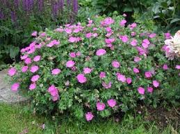 Image result for Geranium sanguineum Max Frei