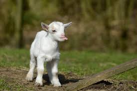Baby Goat Born With 8 Legs 2 Hips Causes Stir In West Bengal
