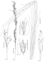 Image result for Pycreus macranthus