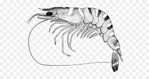 This holiday originated from ancient celtic harvest festivals. Rose Black And White Png Download 1500 800 Free Transparent Giant Tiger Prawn Png Download Cleanpng Kisspng