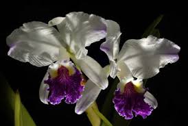 Image result for Diaphananthe vesicata