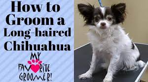 Grooming A Long Haired Chihuahua Youtube Long Haired Chihuahua Long Haired Chihuahua Puppies Long Hair Styles