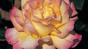 La tradizione delle rose meilland, conosciute in tutto il mondo per la loro eleganza e per la resistenza, prende avvio a lione, in francia, alla fine dell'ottocento e prosegue tutt'oggi con una produzione distribuita lungo ben 600 ettari di terreno in differenti zone del mondo, come la spagna, l'olanda e la california. La Rose Nord Iseroise Mme A Meilland Sur Des Timbres Aux Etats Unis
