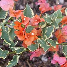 Image result for Bougainvillea