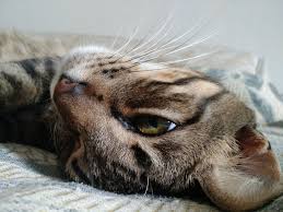 The following might signify internal. 8 Signs Of Cat Illness The Purrington Post