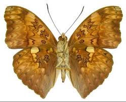 Image result for Rawsonia burtt-davyi