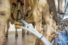 Produits Laitiers Crus Un Atout Pour La Sante Contrairement Au Lait Industriel Traite Nha Naturolistique