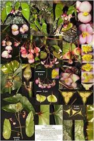 Eleven New Species Of Begonia L Begoniaceae From Laos And Vietnam Vietnam Plant Data Center Bvngroup Begonia Plants Species
