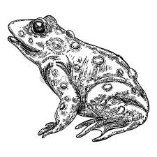Selection of cute black and white frog pictures including adorable frogs smiling, frogs jumping and dancing and more cute frog vectors for your nature or jungle theme designs. Frog Line Illustration Anuran Or Poison Toad Hand Drawing Black Stock Vector Crushpixel