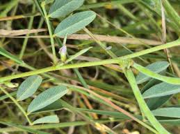 Image result for Tephrosia pumila