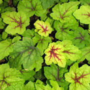 Heucherella Foamy Bells Get stoplight heucherella fresh and large directly from the grower to your garden! heucherella foamy bells