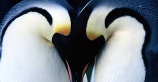 A family takes in an injured magpie that makes a profound difference in their lives. March Of The Penguins Streaming Where To Watch Online