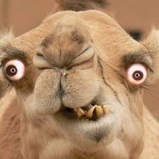 The pattern is basically like this: Special Needs Camel Retardedcamel Twitter