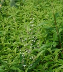 Image result for Aloysia