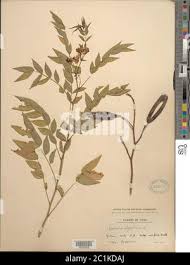 Image result for Senna sophera