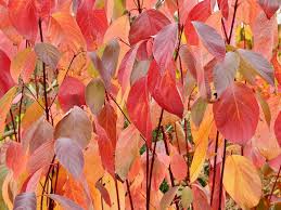 Image result for Cornus