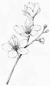 48 Flower Pencil Drawing Ideas Pencil Drawings Of Flowers Flower Drawing Flower Sketches
