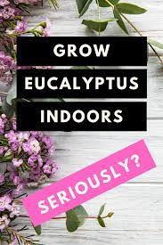 How To Grow Eucalyptus Indoors Plant Guide Eucalyptus Plant Indoor Plant Care Propagating Plants
