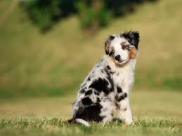 It descends from breeds like the german pinscher, the dachshund and the italian greyhound. New Dog Breeds Recognized By The American Kennel Club Since 2000