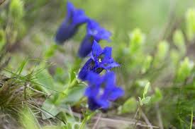Image result for Gentianaceae