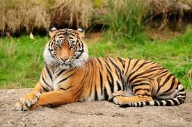 Sabertooth