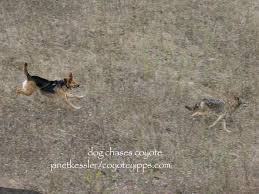 I guess to start, it is a brand new house (about 5. Best Coyote Deterrents Repellents Protecting Your Dog From Coyotes