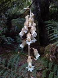 Image result for Gastrodia ballii