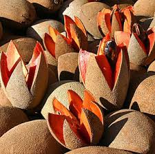 Check spelling or type a new query. Mamey Fruit Mexico S Sweet Winter Treat Mexconnect