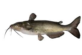 Lake Allatoona Fishing Report, Updated Weekly To Keep You Informed On The  Latest Patterns And Fishing Conditions