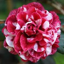 Pinterest