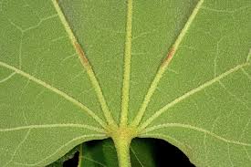 Image result for Thespesia garckeana