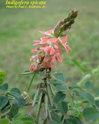 Image result for Indigofera oxalidea