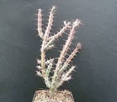 Image result for Euphorbia schinzii