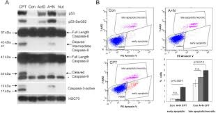 Designer justina blakeney posted photos of her parents' condo that she and her sister, faith blakeney, redid together last year. Synergistic Activation Of P53 By Actinomycin D And Nutlin 3a Is Associated With The Upregulation Of Crucial Regulators And Effectors Of Innate Immunity Sciencedirect