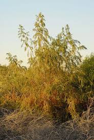 Image result for Suaeda monoica