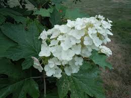 Image result for Hydrangea quercifolia