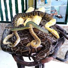 The temple is filled with the smoke of joss stick and various king snake. Snake Temple Malaysia Tempat Peribadatan Yang Dipenuhi Ular Berbisa