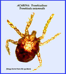 Image result for Trombicula autumnalis bites